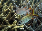 Agincourt-Reef;Agincourt-Reefs;Australasian;Australia;Australian;Barrier-Reef;coral-reef;coral-reefs;Coral-Sea;dive-site;dive-sites;diving;ecosystem;environment;fish;fishes;Great-Barrier-Reef;Great-Barrier-Reef-Marine-Park;Holocentridae;Lattice-Soldier;Lattice-Soldier_fish;Lattice-Soldier_fishes;Lattice-Soldierfish;Lattice-Soldierfishes;marine;marine-environment;marine-life;marinelife;Myripristis-violacea;Neoniphon-sammara;North-Queensland;Ocean;oceanlife;Oceans;Orangefin-Soldierfish;Qld;Queensland;reef;reefs;ribbon-reef;ribbon-reefs;ribbonreef;ribbonreefs;scuba-diving;Sea;sealife;Seas;soldierfish;soldierfishes;South-Pacific;Spot_fin-Squirrelfish;Spot_fin-Squirrelfishes;Spotfin-Squirrelfish;Spotfin-Squirrelfishes;Staghorn-Coral;Tasman-Sea;Tropcial-North-Queensland;tropical-reef;tropical-reefs;under-water;under_water;undersea;underwater;underwater-photo;underwater-photography;underwater-photos;UNESCO-World-Heritage-Site;Wiorld-Heritage-Site;World-Heritage-Area;World-Heritage-Park