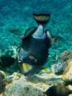 Agincourt-Reef;Agincourt-Reefs;Australasian;Australia;Australian;Balistoides-viridescens;Barrier-Reef;Blue-finned-Trigger-fish;Blue-finned-Trigger-fishes;Blue-finned-Triggerfish;Blue-finned-Triggerfishes;Blue_finned-Trigger-fish;Blue_finned-Trigger-fishes;Blue_finned-Triggerfish;Blue_finned-Triggerfishes;coral-reef;coral-reefs;Coral-Sea;dive-site;dive-sites;diving;ecosystem;environment;fish;fishes;Great-Barrier-Reef;Great-Barrier-Reef-Marine-Park;marine;marine-environment;marine-life;marinelife;Moustache-trigger-fish;Moustache-trigger-fishes;Moustache-triggerfish;Moustache-triggerfishes;North-Queensland;Ocean;oceanlife;Oceans;Qld;Queensland;reef;reefs;ribbon-reef;ribbon-reefs;ribbonreef;ribbonreefs;scuba-diving;Sea;sealife;Seas;South-Pacific;Tasman-Sea;Titan-trigger-fish;Titan-trigger-fishes;Titan-triggerfish;Titan-triggerfishes;Tropcial-North-Queensland;tropical-reef;tropical-reefs;under-water;under_water;undersea;underwater;underwater-photo;underwater-photography;underwater-photos;UNESCO-World-Heritage-Site;Wiorld-Heritage-Site;World-Heritage-Area;World-Heritage-Park