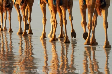 Australasian;Australia;Australian;beach;beaches;Broome;calm;camel;camel-feet;camel-foot;camel-hoof;camel-hooves;camel-train;camel-trains;camels;coast;coastal;coastline;feet;foot;hoof;hooves;Kimberley;Kimberley-Region;leg;legs;placid;quiet;reflection;reflections;sand;sandy;serene;shore;shoreline;smooth;still;The-Kimberley;tourism;tourist;tourist-attraction;tourist-attractions;tourists;tranquil;W.A.;WA;water;West-Australia;Western-Australia