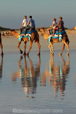 Australasian;Australia;Australian;beach;beaches;Broome;calm;camel;camel-train;camel-trains;camels;coast;coastal;coastline;Kimberley;Kimberley-Region;placid;quiet;reflection;reflections;sand;sandy;serene;shore;shoreline;smooth;still;The-Kimberley;tourism;tourist;tourist-attraction;tourist-attractions;tourists;tranquil;W.A.;WA;water;West-Australia;Western-Australia