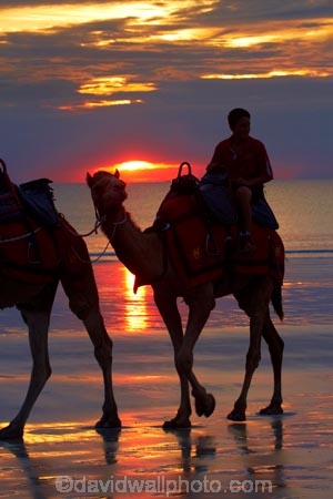 Australasian;Australia;Australian;beach;beaches;Broome;Cable-Beach;calm;camel;camel-train;camel-trains;camels;cloud;clouds;coast;coastal;coastline;dusk;evening;icon;iconic;icons;Kimberley;Kimberley-Region;nightfall;orange;placid;quiet;reflection;reflections;sand;sandy;serene;shore;shoreline;silhouette;silhouettes;sky;smooth;still;sunset;sunsets;The-Kimberley;tourism;tourist;tourist-attraction;tourist-attractions;tourists;tranquil;twilight;W.A.;WA;water;West-Australia;Western-Australia
