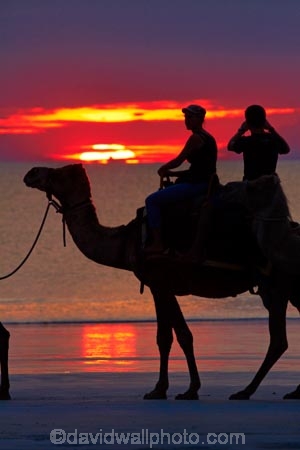 Australasian;Australia;Australian;beach;beaches;Broome;Cable-Beach;calm;camel;camel-train;camel-trains;camels;cloud;clouds;coast;coastal;coastline;dusk;evening;icon;iconic;icons;Kimberley;Kimberley-Region;nightfall;orange;placid;quiet;reflection;reflections;sand;sandy;serene;shore;shoreline;silhouette;silhouettes;sky;smooth;still;sunset;sunsets;The-Kimberley;tourism;tourist;tourist-attraction;tourist-attractions;tourists;tranquil;twilight;W.A.;WA;water;West-Australia;Western-Australia