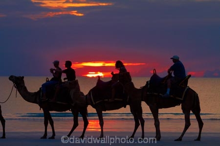 Australasian;Australia;Australian;beach;beaches;Broome;Cable-Beach;calm;camel;camel-train;camel-trains;camels;cloud;clouds;coast;coastal;coastline;dusk;evening;icon;iconic;icons;Kimberley;Kimberley-Region;nightfall;orange;placid;quiet;reflection;reflections;sand;sandy;serene;shore;shoreline;silhouette;silhouettes;sky;smooth;still;sunset;sunsets;The-Kimberley;tourism;tourist;tourist-attraction;tourist-attractions;tourists;tranquil;twilight;W.A.;WA;water;West-Australia;Western-Australia