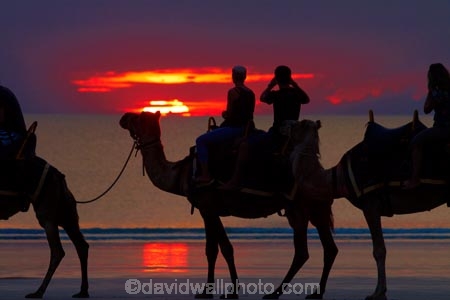 Australasian;Australia;Australian;beach;beaches;Broome;Cable-Beach;calm;camel;camel-train;camel-trains;camels;cloud;clouds;coast;coastal;coastline;dusk;evening;icon;iconic;icons;Kimberley;Kimberley-Region;nightfall;orange;placid;quiet;reflection;reflections;sand;sandy;serene;shore;shoreline;silhouette;silhouettes;sky;smooth;still;sunset;sunsets;The-Kimberley;tourism;tourist;tourist-attraction;tourist-attractions;tourists;tranquil;twilight;W.A.;WA;water;West-Australia;Western-Australia