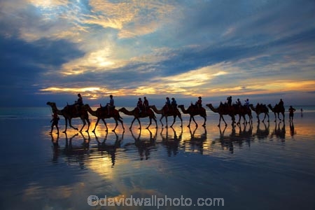 Australasian;Australia;Australian;beach;beaches;Broome;Cable-Beach;calm;camel;camel-train;camel-trains;camels;cloud;clouds;coast;coastal;coastline;dusk;evening;icon;iconic;icons;Kimberley;Kimberley-Region;last-light;late-light;nightfall;orange;placid;quiet;reflection;reflections;sand;sandy;serene;shore;shoreline;silhouette;silhouettes;sky;smooth;still;sunset;sunsets;The-Kimberley;tourism;tourist;tourist-attraction;tourist-attractions;tourists;tranquil;twilight;W.A.;WA;water;West-Australia;Western-Australia