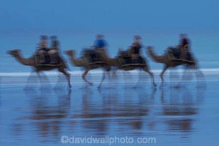 Australasian;Australia;Australian;beach;beaches;Broome;calm;camel;camel-train;camel-trains;camels;coast;coastal;coastline;icon;iconic;icons;Kimberley;Kimberley-Region;placid;quiet;reflection;reflections;sand;sandy;serene;shore;shoreline;smooth;still;symbol;symbols;The-Kimberley;tourism;tourist;tourist-attraction;tourist-attractions;tourists;tranquil;W.A.;WA;water;West-Australia;Western-Australia