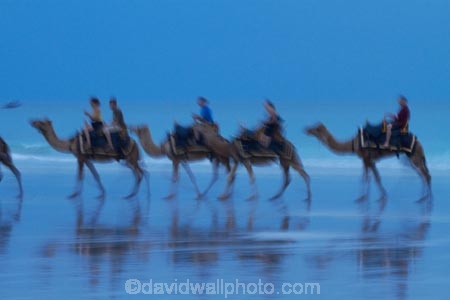 Australasian;Australia;Australian;beach;beaches;Broome;calm;camel;camel-train;camel-trains;camels;coast;coastal;coastline;icon;iconic;icons;Kimberley;Kimberley-Region;placid;quiet;reflection;reflections;sand;sandy;serene;shore;shoreline;smooth;still;symbol;symbols;The-Kimberley;tourism;tourist;tourist-attraction;tourist-attractions;tourists;tranquil;W.A.;WA;water;West-Australia;Western-Australia