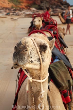 Australasian;Australia;Australian;Broome;camel;camel-train;camel-trains;camels;Kimberley;Kimberley-Region;The-Kimberley;tourism;tourist;tourist-attraction;tourist-attractions;tourists;W.A.;WA;West-Australia;Western-Australia