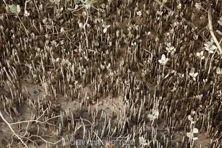 Australasian;Australia;Australian;Broome;Kimberley;Kimberley-Region;mangrove;mangrove-shoots;mangroves;mudflat;mudflats;The-Kimberley;tidal;W.A.;WA;West-Australia;Western-Australia