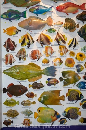 Australasian;Australia;Australian;Broome;colourful-fish;fish;fish-display;fish-displays;fish-identification;fishes;Kimberley;Kimberley-Region;marine-life;The-Kimberley;The-Shell-House;W.A.;WA;West-Australia;Western-Australia