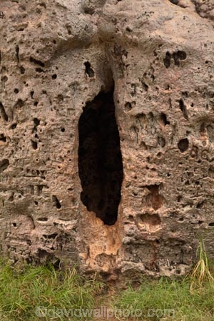 Adansonia-gregorii;Australasian;Australia;Australian;Australian-baobab;baobab-tree;baobab-trees;Boab-Prison-Tree;boab-tree;boab-trees;bottle-tree;bottle-trees;cream-of-tartar-tree;Derby;gadawon;gaol;gaols;gourd_gourd-tree;heritage;historic;historic-place;historic-places;historic-site;historic-sites;historical;historical-place;historical-places;historical-site;historical-sites;history;jail;jails;Kimberley;Kimberley-Region;old;Prison-Boab-Tree;The-Kimberley;tree;trees;W.A.;WA;West-Australia;Western-Australia