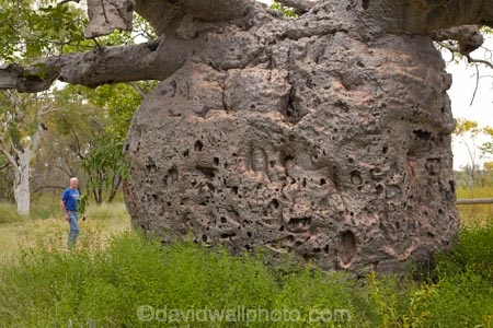 Adansonia-gregorii;Australasian;Australia;Australian;Australian-baobab;baobab-tree;baobab-trees;Boab-Prison-Tree;boab-tree;boab-trees;bottle-tree;bottle-trees;cream-of-tartar-tree;Derby;gadawon;gaol;gaols;gourd_gourd-tree;heritage;historic;historic-place;historic-places;historic-site;historic-sites;historical;historical-place;historical-places;historical-site;historical-sites;history;jail;jails;Kimberley;Kimberley-Region;old;people;person;Prison-Boab-Tree;The-Kimberley;tourism;tourist;tourists;tree;trees;W.A.;WA;West-Australia;Western-Australia