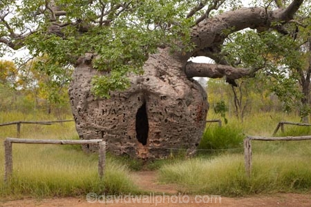 Adansonia-gregorii;Australasian;Australia;Australian;Australian-baobab;baobab-tree;baobab-trees;Boab-Prison-Tree;boab-tree;boab-trees;bottle-tree;bottle-trees;cream-of-tartar-tree;Derby;gadawon;gaol;gaols;gourd_gourd-tree;heritage;historic;historic-place;historic-places;historic-site;historic-sites;historical;historical-place;historical-places;historical-site;historical-sites;history;jail;jails;Kimberley;Kimberley-Region;old;Prison-Boab-Tree;The-Kimberley;tree;trees;W.A.;WA;West-Australia;Western-Australia