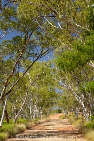 Australasian;Australia;Australian;countryside;Duncan-Road;eucalypt;eucalypts;eucalyptus;eucalytis;gravel-road;gravel-roads;gum;gum-tree;gum-trees;gums;Halls-Creek;Kimberley;Kimberley-Region;metal-road;metal-roads;metalled-road;metalled-roads;old-gold-rush-town;Old-Halls-Creek;road;roads;rural;The-Kimberley;tree;trees;W.A.;WA;West-Australia;Western-Australia
