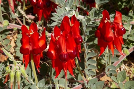 Australasian;Australia;Australian;Australian-Flower;Australian-Flowers;Australian-Outback;Clianthus-formosus;Desert-Flower;Desert-Flowers;flower;flowers;Halls-Creek;Kimberley;Kimberley-Region;native-flower;Outback;red;red-flower;red-flowers;Sturt-Pea;Sturts-Desert-Pea;Swainsona;Swainsona-formosa;The-Kimberley;W.A.;WA;West-Australia;Western-Australia