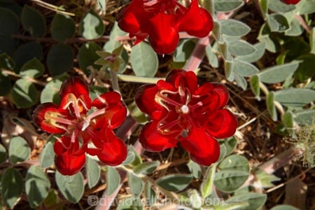 Australasian;Australia;Australian;Australian-Flower;Australian-Flowers;Australian-Outback;Clianthus-formosus;Desert-Flower;Desert-Flowers;flower;flowers;Halls-Creek;Kimberley;Kimberley-Region;native-flower;Outback;red;red-flower;red-flowers;Sturt-Pea;Sturts-Desert-Pea;Swainsona;Swainsona-formosa;The-Kimberley;W.A.;WA;West-Australia;Western-Australia