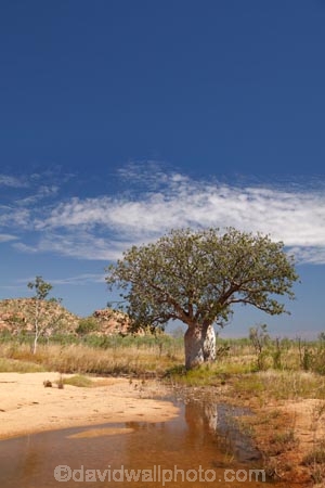 Adansonia-gregorii;Australasia;Australasian;Australia;Australian;Australian-baobab;Australian-Desert;Australian-Outback;back-country;backcountry;backwoods;baobab-tree;baobab-trees;billabong;billabongs;boab-tree;boab-trees;bottle-tree;bottle-trees;country;countryside;cream-of-tartar-tree;d;Derby;gadawon;geographic;geography;gourd_gourd-tree;Great-Northern-Highway;Kimberley;Kimberley-Region;Outback;pond;ponds;puddle;rainy-season;remote;remoteness;rural;seasonal-waterhole;The-Kimberley;tree;tree-trunk;tree-trunks;trees;trunk;trunks;Turkey-Creek;W.A.;WA;Warmun;waterhole;waterholes;West-Australia;Western-Australia;wet-season;wilderness