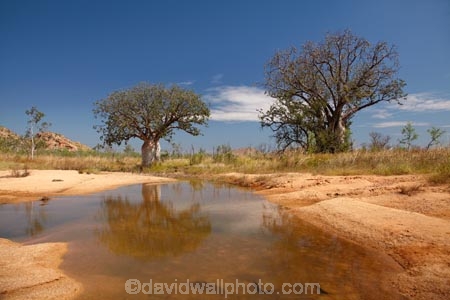 Adansonia-gregorii;Australasia;Australasian;Australia;Australian;Australian-baobab;Australian-Desert;Australian-Outback;back-country;backcountry;backwoods;baobab-tree;baobab-trees;billabong;billabongs;boab-tree;boab-trees;bottle-tree;bottle-trees;country;countryside;cream-of-tartar-tree;d;Derby;gadawon;geographic;geography;gourd_gourd-tree;Great-Northern-Highway;Kimberley;Kimberley-Region;Outback;pond;ponds;puddle;rainy-season;remote;remoteness;rural;seasonal-waterhole;The-Kimberley;tree;tree-trunk;tree-trunks;trees;trunk;trunks;Turkey-Creek;W.A.;WA;Warmun;waterhole;waterholes;West-Australia;Western-Australia;wet-season;wilderness