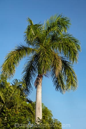 Australasian;Australia;Australian;Kimberley;Kimberley-Region;Kununurra;palm;palm-tree;palm-trees;palms;The-Kimberley;W.A.;WA;West-Australia;Western-Australia