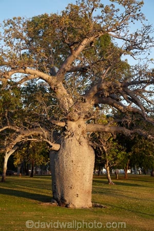 Adansonia-gregorii;Australasian;Australia;Australian;Australian-baobab;baobab-tree;baobab-trees;boab-tree;boab-trees;bottle-tree;bottle-trees;Celebrity-Tree-Park;cream-of-tartar-tree;gadawon;gourd_gourd-tree;Kimberley;Kimberley-Region;Kununurra;The-Kimberley;tree;trees;W.A.;WA;West-Australia;Western-Australia