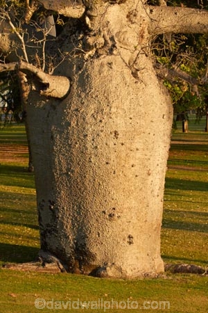 Adansonia-gregorii;Australasian;Australia;Australian;Australian-baobab;baobab-tree;baobab-trees;boab-tree;boab-trees;bottle-tree;bottle-trees;Celebrity-Tree-Park;cream-of-tartar-tree;gadawon;gourd_gourd-tree;Kimberley;Kimberley-Region;Kununurra;The-Kimberley;tree;trees;W.A.;WA;West-Australia;Western-Australia