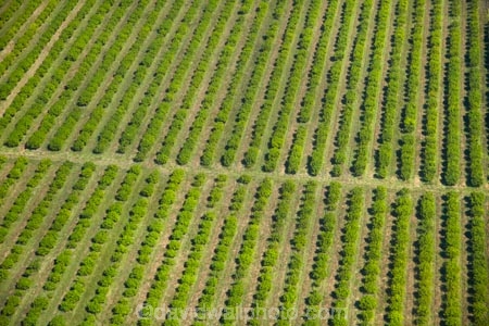 aerial;aerial-photo;aerial-photograph;aerial-photographs;aerial-photography;aerial-photos;aerial-view;aerial-views;aerials;Australasian;Australia;Australian;country;countryside;crop;crops;East-Kimberley;farm;farming;farmland;farms;field;fruit;fruit-tree;fruit-trees;green;horticulture;Kimberley;Kimberley-Region;Kununurra;orchard;orchards;pattern;patterns;row;rows;rural;The-Kimberley;tree;trees;W.A.;WA;West-Australia;Western-Australia