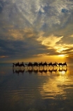 Australasian;Australia;Australian;beach;beaches;Broome;Cable-Beach;calm;camel;camel-train;camel-trains;camels;cloud;clouds;coast;coastal;coastline;dusk;evening;icon;iconic;icons;Kimberley;Kimberley-Region;last-light;late-light;nightfall;orange;placid;quiet;reflection;reflections;sand;sandy;serene;shore;shoreline;silhouette;silhouettes;sky;smooth;still;sunset;sunsets;The-Kimberley;tourism;tourist;tourist-attraction;tourist-attractions;tourists;tranquil;twilight;W.A.;WA;water;West-Australia;Western-Australia