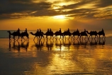 Australasian;Australia;Australian;beach;beaches;Broome;Cable-Beach;calm;camel;camel-train;camel-trains;camels;cloud;clouds;coast;coastal;coastline;dusk;evening;icon;iconic;icons;Kimberley;Kimberley-Region;last-light;late-light;nightfall;orange;placid;quiet;reflection;reflections;sand;sandy;serene;shore;shoreline;silhouette;silhouettes;sky;smooth;still;sunset;sunsets;The-Kimberley;tourism;tourist;tourist-attraction;tourist-attractions;tourists;tranquil;twilight;W.A.;WA;water;West-Australia;Western-Australia