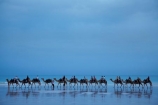 Australasian;Australia;Australian;beach;beaches;black-cloud;black-clouds;Broome;calm;camel;camel-train;camel-trains;camels;cloud;clouds;cloudy;coast;coastal;coastline;dark-cloud;dark-clouds;gray-cloud;gray-clouds;grey-cloud;grey-clouds;Kimberley;Kimberley-Region;placid;quiet;rain-cloud;rain-clouds;rain-storm;rain-storms;reflection;reflections;sand;sandy;serene;shore;shoreline;smooth;still;storm;storms;The-Kimberley;tourism;tourist;tourist-attraction;tourist-attractions;tourists;tranquil;W.A.;WA;water;West-Australia;Western-Australia