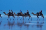 Australasian;Australia;Australian;beach;beaches;Broome;calm;camel;camel-train;camel-trains;camels;coast;coastal;coastline;icon;iconic;icons;Kimberley;Kimberley-Region;placid;quiet;reflection;reflections;sand;sandy;serene;shore;shoreline;smooth;still;symbol;symbols;The-Kimberley;tourism;tourist;tourist-attraction;tourist-attractions;tourists;tranquil;W.A.;WA;water;West-Australia;Western-Australia