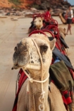 Australasian;Australia;Australian;Broome;camel;camel-train;camel-trains;camels;Kimberley;Kimberley-Region;The-Kimberley;tourism;tourist;tourist-attraction;tourist-attractions;tourists;W.A.;WA;West-Australia;Western-Australia
