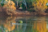 Australasian;Australia;Australian;causeway;crossing;crossing-point;Fitzroy-Crossing;Fitzroy-River;Kimberley;Kimberley-Region;river;The-Kimberley;W.A.;WA;West-Australia;Western-Australia
