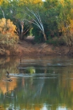 Australasian;Australia;Australian;causeway;crossing;crossing-point;Fitzroy-Crossing;Fitzroy-River;Kimberley;Kimberley-Region;river;The-Kimberley;W.A.;WA;West-Australia;Western-Australia