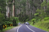 australasia;Australia;australian;bend;bends;bush;car-cars;centre-line;centre-lines;centre_line;centre_lines;centreline;centrelines;corner;corners;Dandenong-Ranges;dandenongs;driving;eucalypt;eucalypts;eucalyptus-trees;forest;forests;gum-trees;highway;highways;Melbourne;native-bush;native-trees;open-road;open-roads;road;road-trip;roads;straight;traffic;transport;transportation;travel;traveling;travelling;tree;trees;trip;Victoria