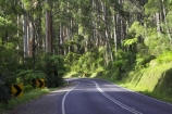 australasia;Australia;australian;bend;bends;bush;centre-line;centre-lines;centre_line;centre_lines;centreline;centrelines;corner;corners;Dandenong-Ranges;dandenongs;driving;eucalypt;eucalypts;eucalyptus-trees;forest;forests;gum-trees;highway;highways;Melbourne;native-bush;native-trees;open-road;open-roads;road;road-trip;roads;straight;transport;transportation;travel;traveling;travelling;tree;trees;trip;Victoria