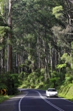 australasia;Australia;australian;bend;bends;bush;car-cars;centre-line;centre-lines;centre_line;centre_lines;centreline;centrelines;corner;corners;Dandenong-Ranges;dandenongs;driving;eucalypt;eucalypts;eucalyptus-trees;forest;forests;gum-trees;highway;highways;Melbourne;native-bush;native-trees;open-road;open-roads;road;road-trip;roads;straight;traffic;transport;transportation;travel;traveling;travelling;tree;trees;trip;Victoria;white-car;white-cars