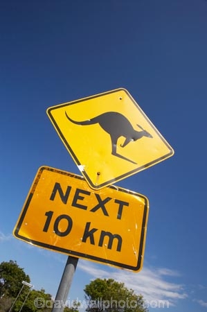 australasia;Australasian;Australia;australian;blue;Broadwater-N.P.;Broadwater-National-Park;Broadwater-NP;kangaroo;Kangaroo-Sign;Kangaroo-Signs;Kangaroo-Warning-Sign;kangaroos;N.S.W.;natural;nature;New-South-Wales;NSW;Road;road-sign;road-signs;road_sign;road_signs;roads;roadsign;roadsigns;sign;signs;symbol;symbols;tranportation;transport;travel;warn;yellow