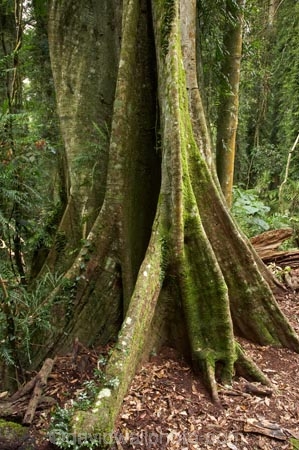 Australasian;Australia;Australian;buttress-root;buttress-roots;Central-Eastern-Rainforest-Reserves;Dorrigo-N.P.;Dorrigo-National-Park;Dorrigo-NP;Dorrigo-Rainforest;forest;forests;Gondwana-Rainforests-of-Australia;green;lush;Mid-North-Coast;Mid-North-Coast-NSW;Mid-North-Nsw;Mid-Northern-NSW;N.S.W.;New-South-Wales;NSW;rainforest;rainforests;timber;tree;tree-trunk;tree-trunks;trees;trunk;trunks;verdant;Waterfall-Way;Wonga-Walk;wood;World-Heritage-Site