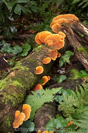 Australasian;Australia;Australian;Central-Eastern-Rainforest-Reserves;Dorrigo-N.P.;Dorrigo-National-Park;Dorrigo-NP;Dorrigo-Rainforest;forest;forests;fungi;fungus;Gondwana-Rainforests-of-Australia;green;lush;Mid-North-Coast;Mid-North-Coast-NSW;Mid-North-Nsw;Mid-Northern-NSW;N.S.W.;New-South-Wales;NSW;rainforest;rainforests;verdant;Waterfall-Way;Wonga-Walk;World-Heritage-Site