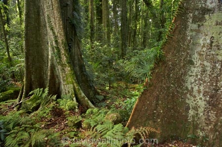 Australasian;Australia;Australian;buttress-root;buttress-roots;Central-Eastern-Rainforest-Reserves;Dorrigo-N.P.;Dorrigo-National-Park;Dorrigo-NP;Dorrigo-Rainforest;forest;forests;Gondwana-Rainforests-of-Australia;green;lush;Mid-North-Coast;Mid-North-Coast-NSW;Mid-North-Nsw;Mid-Northern-NSW;N.S.W.;New-South-Wales;NSW;rainforest;rainforests;timber;tree;tree-trunk;tree-trunks;trees;trunk;trunks;verdant;Waterfall-Way;Wonga-Walk;wood;World-Heritage-Site