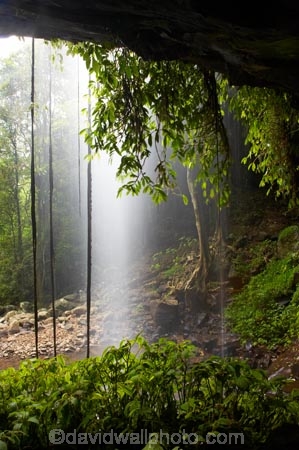 Australasian;Australia;Australian;cascade;cascades;Central-Eastern-Rainforest-Reserves;creek;creeks;Crystal-Falls;Crystal-Shower-falls;Dorrigo-N.P.;Dorrigo-National-Park;Dorrigo-NP;Dorrigo-Rainforest;falls;forest;forests;Gondwana-Rainforests-of-Australia;green;lush;Mid-North-Coast;Mid-North-Coast-NSW;Mid-North-Nsw;Mid-Northern-NSW;N.S.W.;natural;nature;New-South-Wales;NSW;overhang;rainforest;rainforests;scene;scenic;stream;streams;verdant;water;water-fall;water-falls;waterfall;Waterfall-Way;waterfalls;wet;Wonga-Walk;World-Heritage-Site