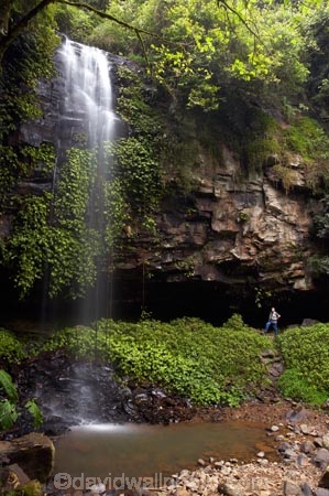 Australasian;Australia;Australian;cascade;cascades;Central-Eastern-Rainforest-Reserves;creek;creeks;Crystal-Falls;Crystal-Shower-falls;Dorrigo-N.P.;Dorrigo-National-Park;Dorrigo-NP;Dorrigo-Rainforest;eco-tourism;eco_tourism;ecotourism;falls;forest;forests;Gondwana-Rainforests-of-Australia;green;lush;Mid-North-Coast;Mid-North-Coast-NSW;Mid-North-Nsw;Mid-Northern-NSW;N.S.W.;natural;nature;New-South-Wales;NSW;overhang;people;person;rainforest;rainforests;scene;scenic;stream;streams;tourist;tourists;verdant;water;water-fall;water-falls;waterfall;Waterfall-Way;waterfalls;wet;Wonga-Walk;World-Heritage-Site