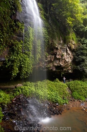 Australasian;Australia;Australian;cascade;cascades;Central-Eastern-Rainforest-Reserves;creek;creeks;Crystal-Falls;Crystal-Shower-falls;Dorrigo-N.P.;Dorrigo-National-Park;Dorrigo-NP;Dorrigo-Rainforest;eco-tourism;eco_tourism;ecotourism;falls;forest;forests;Gondwana-Rainforests-of-Australia;green;lush;Mid-North-Coast;Mid-North-Coast-NSW;Mid-North-Nsw;Mid-Northern-NSW;N.S.W.;natural;nature;New-South-Wales;NSW;overhang;people;person;rainforest;rainforests;scene;scenic;stream;streams;tourist;tourists;verdant;water;water-fall;water-falls;waterfall;Waterfall-Way;waterfalls;wet;Wonga-Walk;World-Heritage-Site