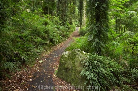 Australasian;Australia;Australian;Central-Eastern-Rainforest-Reserves;Dorrigo-N.P.;Dorrigo-National-Park;Dorrigo-NP;Dorrigo-Rainforest;forest;forests;Gondwana-Rainforests-of-Australia;green;lush;Mid-North-Coast;Mid-North-Coast-NSW;Mid-North-Nsw;Mid-Northern-NSW;N.S.W.;New-South-Wales;NSW;rainforest;rainforests;track;tracks;verdant;walking-track;walking-tracks;Waterfall-Way;Wonga-Track;Wonga-Walk;Wonga-Walk-Track;Wonga-Walking-Track;World-Heritage-Site