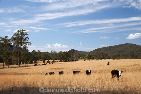 agricultural;agriculture;Australasian;Australia;Australian;cattel;country;countryside;cow;Cows;dry;Dry-Farmland;farm;farming;farmland;farms;field;fields;licestock;meadow;meadows;Mid-North-Coast;Mid-North-Coast-NSW;Mid-North-Nsw;Mid-Northern-NSW;N.S.W.;New-South-Wales;NSW;Oxley-Highway;paddock;paddocks;pasture;pastures;rural;stock;Wauchope