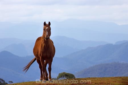 animal;animals;Australasian;Australia;Australian;Colling-Rd;Colling-Road;Elands;equestrian;farm;farms;horse;horses;N.S.W.;New-South-Wales;NSW;view;views