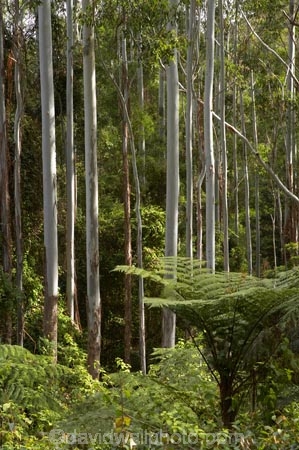 Australasian;Australia;Australian;Boorganna;bush;Colling-Rd;Colling-Road;Elands;eucalypt;eucalypts;eucalyptus;Eucalyptus-Trees;eucalytis;forest;forests;Greater-Taree-Region;gum;gum-tree;gum-trees;gums;Mid-North-Coast;Mid-North-Coast-NSW;Mid-North-Nsw;Mid-Northern-NSW;N.S.W.;New-South-Wales;NSW;tree;trees;trunk;trunks