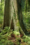 Australasian;Australia;Australian;buttress-root;buttress-roots;Central-Eastern-Rainforest-Reserves;Dorrigo-N.P.;Dorrigo-National-Park;Dorrigo-NP;Dorrigo-Rainforest;forest;forests;Gondwana-Rainforests-of-Australia;green;lush;Mid-North-Coast;Mid-North-Coast-NSW;Mid-North-Nsw;Mid-Northern-NSW;N.S.W.;New-South-Wales;NSW;rainforest;rainforests;timber;tree;tree-trunk;tree-trunks;trees;trunk;trunks;verdant;Waterfall-Way;Wonga-Walk;wood;World-Heritage-Site