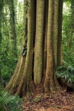 Australasian;Australia;Australian;Central-Eastern-Rainforest-Reserves;Dorrigo-N.P.;Dorrigo-National-Park;Dorrigo-NP;Dorrigo-Rainforest;forest;forests;Gondwana-Rainforests-of-Australia;green;lush;Mid-North-Coast;Mid-North-Coast-NSW;Mid-North-Nsw;Mid-Northern-NSW;N.S.W.;New-South-Wales;NSW;rainforest;rainforests;timber;tree;tree-trunk;tree-trunks;trees;trunk;trunks;verdant;Waterfall-Way;Wonga-Walk;wood;World-Heritage-Site