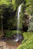 Australasian;Australia;Australian;cascade;cascades;Central-Eastern-Rainforest-Reserves;creek;creeks;Crystal-Falls;Crystal-Shower-falls;Dorrigo-N.P.;Dorrigo-National-Park;Dorrigo-NP;Dorrigo-Rainforest;eco-tourism;eco_tourism;ecotourism;falls;forest;forests;Gondwana-Rainforests-of-Australia;green;lush;Mid-North-Coast;Mid-North-Coast-NSW;Mid-North-Nsw;Mid-Northern-NSW;N.S.W.;natural;nature;New-South-Wales;NSW;overhang;people;person;rainforest;rainforests;scene;scenic;stream;streams;tourist;tourists;verdant;water;water-fall;water-falls;waterfall;Waterfall-Way;waterfalls;wet;Wonga-Walk;World-Heritage-Site
